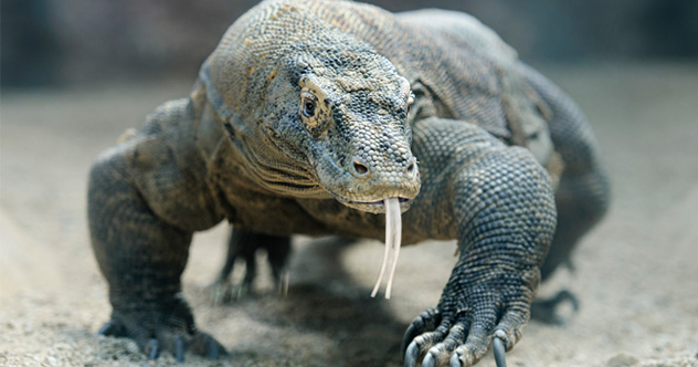 10 faits étranges sur le dragon mortel de Komodo