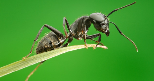 10 des fourmis les plus impressionnantes sur la planète