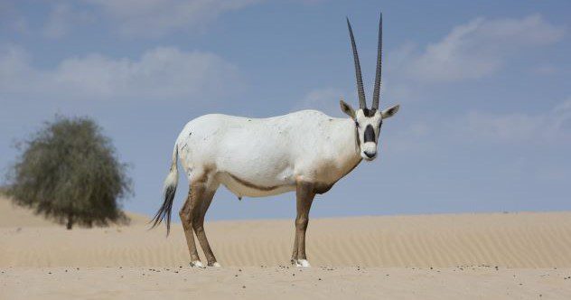 Top 10 des réussites du siècle en matière de conservation de la faune