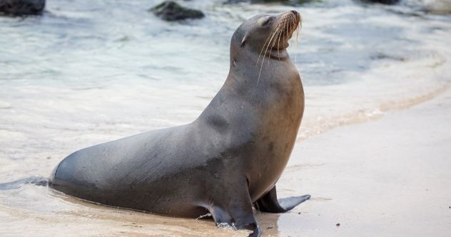 Des animaux aux algues : 10 histoires étranges et étonnantes