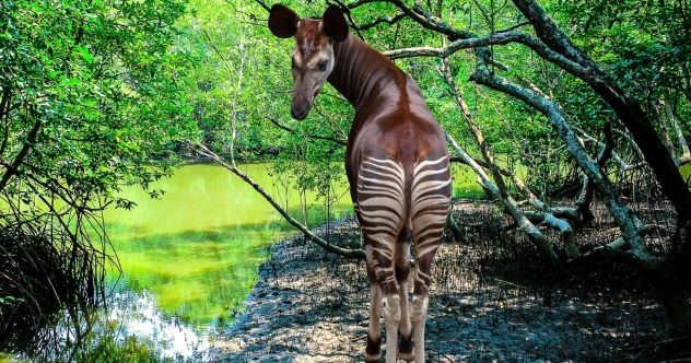 10 faits intéressants sur le mammifère le plus mystérieux de la planète