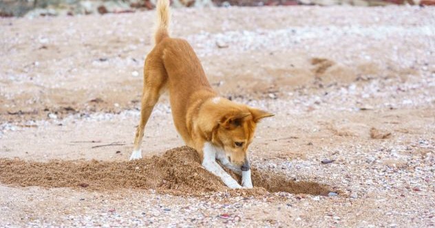 10 animaux qui ont fait des découvertes archéologiques