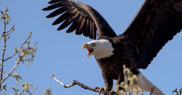 10 idées fausses sur les oiseaux