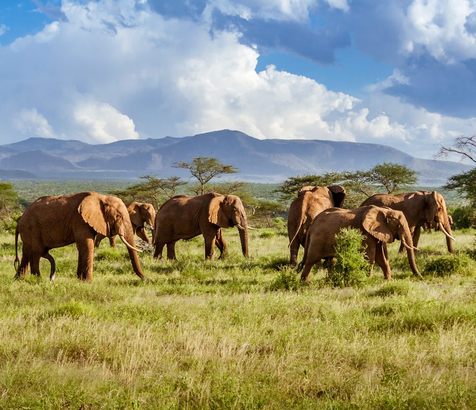 Explorer les merveilles sauvages de l'Indonésie :Un guide pour des visites inoubliables de la faune