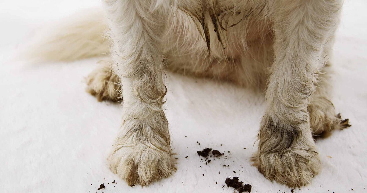 Il y a à Amazon: avec ce gadget ingénieux, les pattes de chien sont propres en un rien de temps